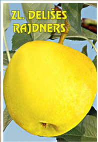Sadnica — sorta Rajders